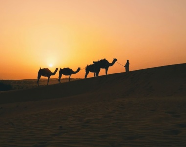 kameler_ørken_Al_Maha_Desert_Camp_dubai_mellemøsten
