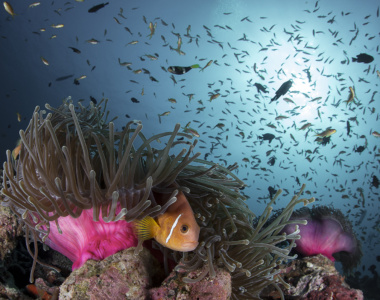 Dyk ned til de tropiske fisk under ferien på Soneva Kiri i Thailand Dyk ned til de tropiske fisk under ferien på Soneva Kiri i Thailand