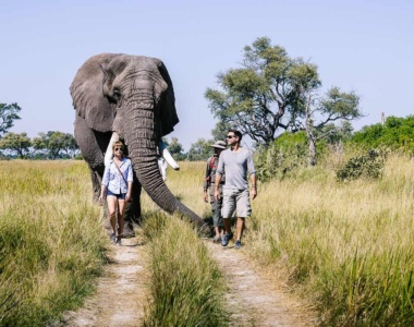 Gåtur med elefant på Sanctuary Chobe Chilwero, Botswana