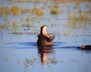 Flodhest i Botswana, Afrika