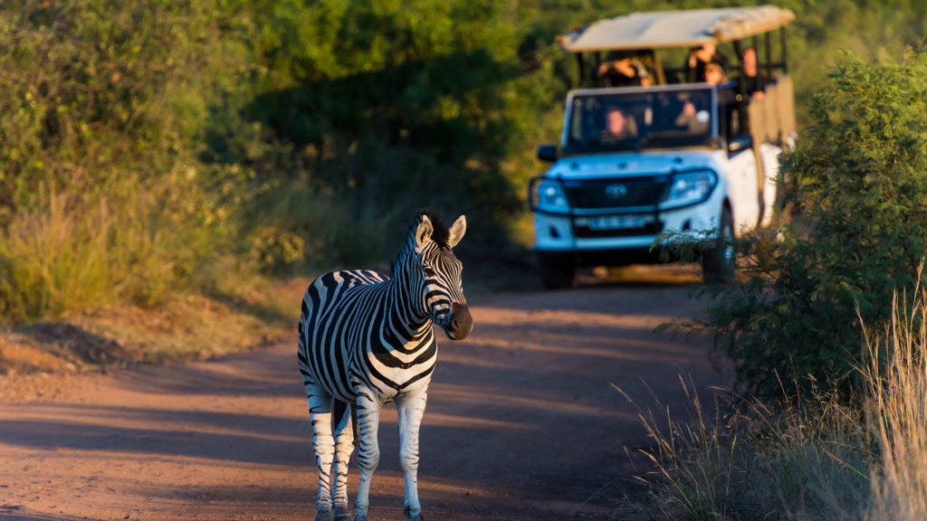 safari sydafrika og mauritius