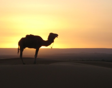 Kamel i Marokko