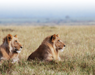 Safari med Govenors Camp, Kenya, Afrika