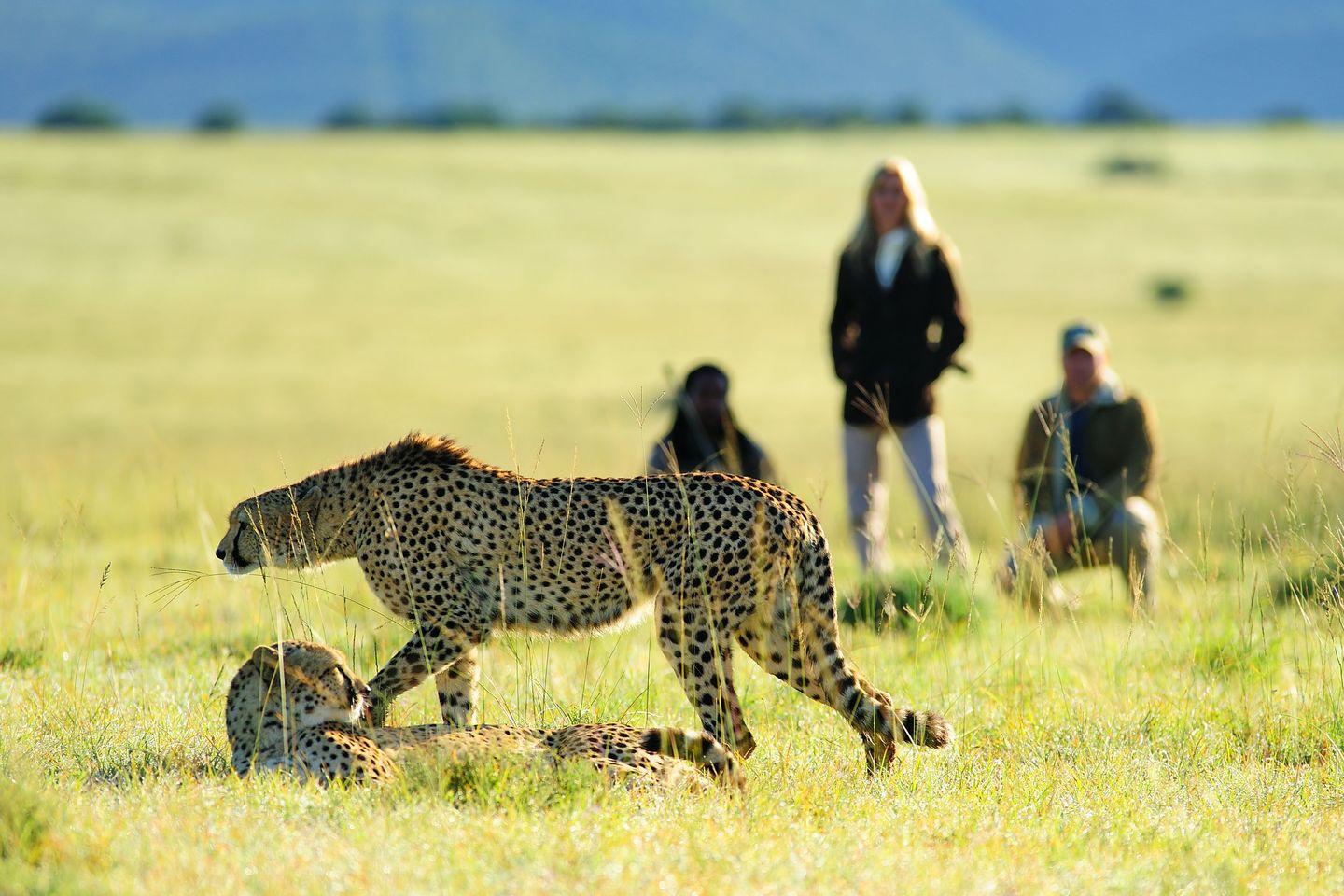 Safari til fods med Shamwari Private Game Reserve, Sydafrika Safari til fods med Shamwari Private Game Reserve, Sydafrika