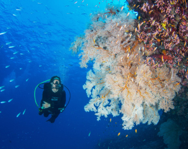 BlueSafari-alphonse-diving-04-ChrisParker_Alphonse_Island_Seychellerne_Det_Indiske_Ocean