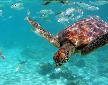 Moorea skildpadde center_InterContinental_Moorea_Resort_&_Spa_Fransk_Polynesien_Oceanien