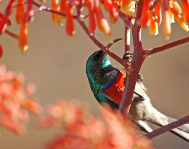 pic149102-reserve-fauna-birds_Grootbos_Nature_Reserve_Sydafrika_Afrika