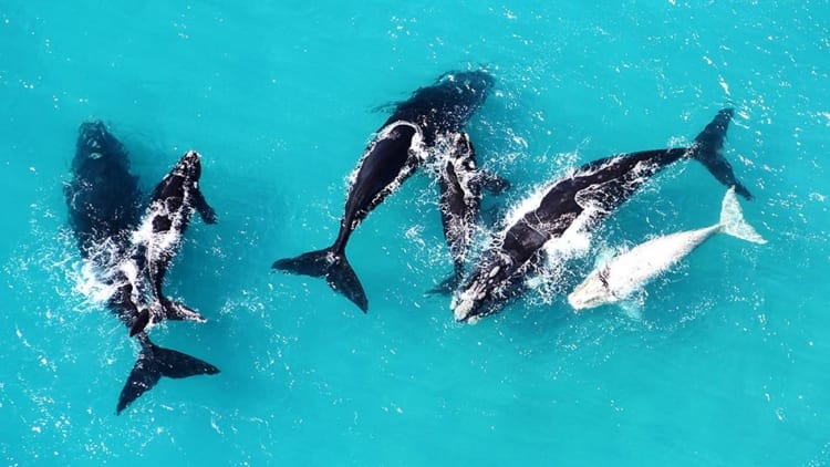 På hvalsafari med Grootbos Nature Reserve, Sydafrika