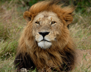 Mød fantastisk og fascinerende dyreliv på en safari i Kenya