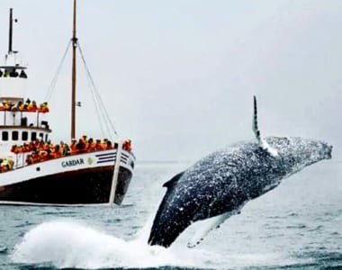 Whale watching på Island