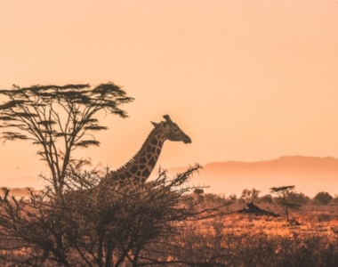 Rejs til Afrika på safari og oplev dyrelivet tæt på