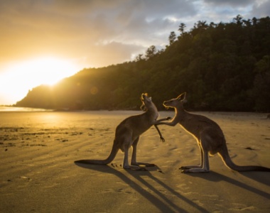 Kom tæt på kænguruer i Australien