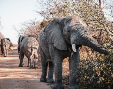 Se elefanter på safari fra Mabula Game Lodge, Sydafrika