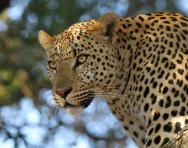 Leopard ved Last Word Kitara, Sydafrika