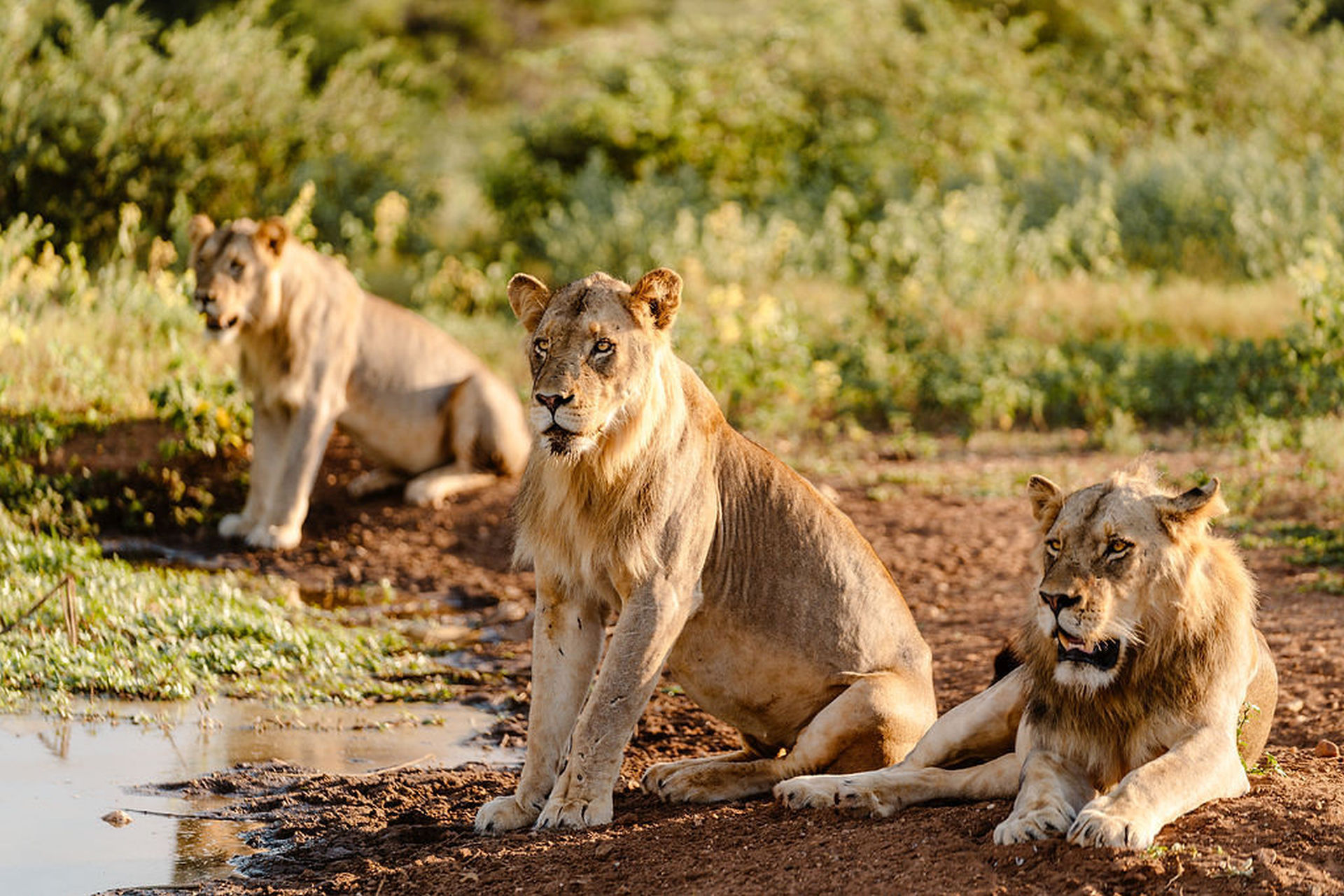 Løver ved Last Word Kitara, Sydafrika