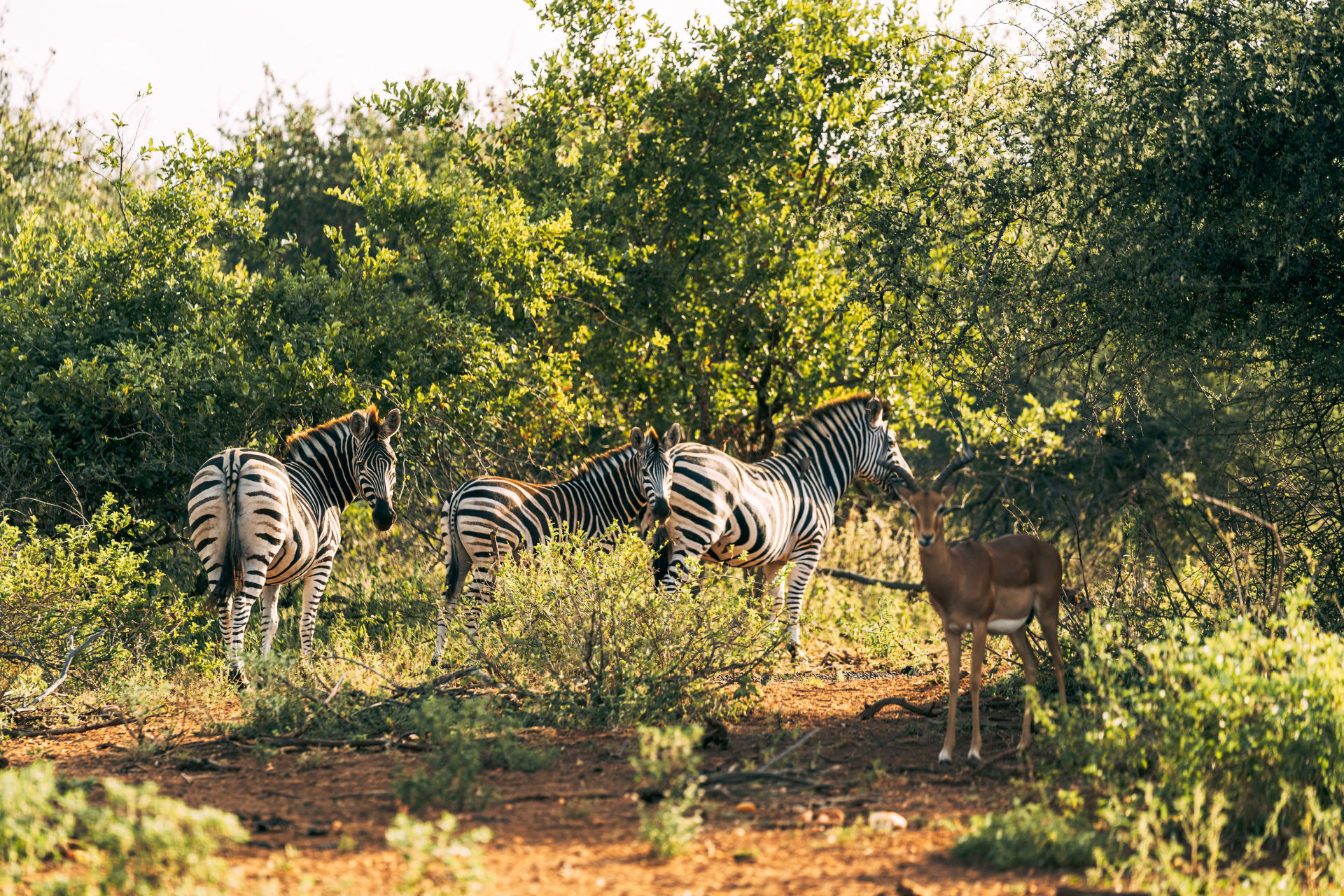 Zebraer ved Last Word Kitara, Sydafrika