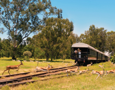 Få store oplevelser om bord på toget Rovos Rail i Afrika