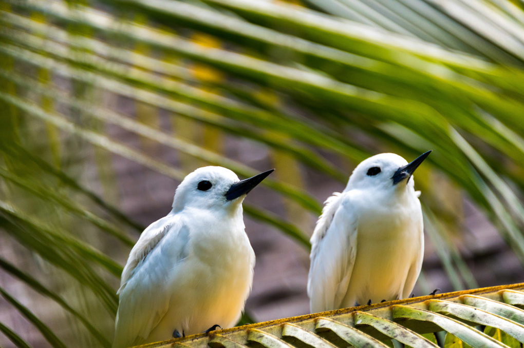Nyd unikt fugleliv på Denis Private Island Resort, Seychellerne