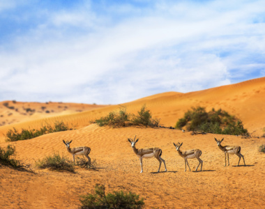 Oplev dyrelivet ved The Ritz-Carlton, Ras Al Khaimah, Al Wadi Desert