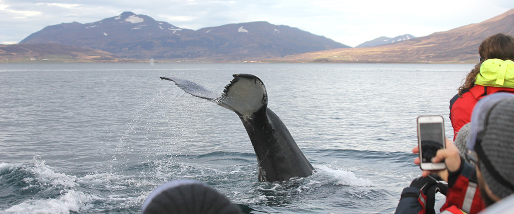Hvalsafari, Island