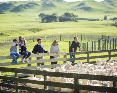 Besøg en fårefarm under ferien på The Farm at Cape Kidnappers i Hawke's Bay, New Zealand Besøg en fårefarm under ferien på The Farm at Cape Kidnappers i Hawke's Bay, New Zealand