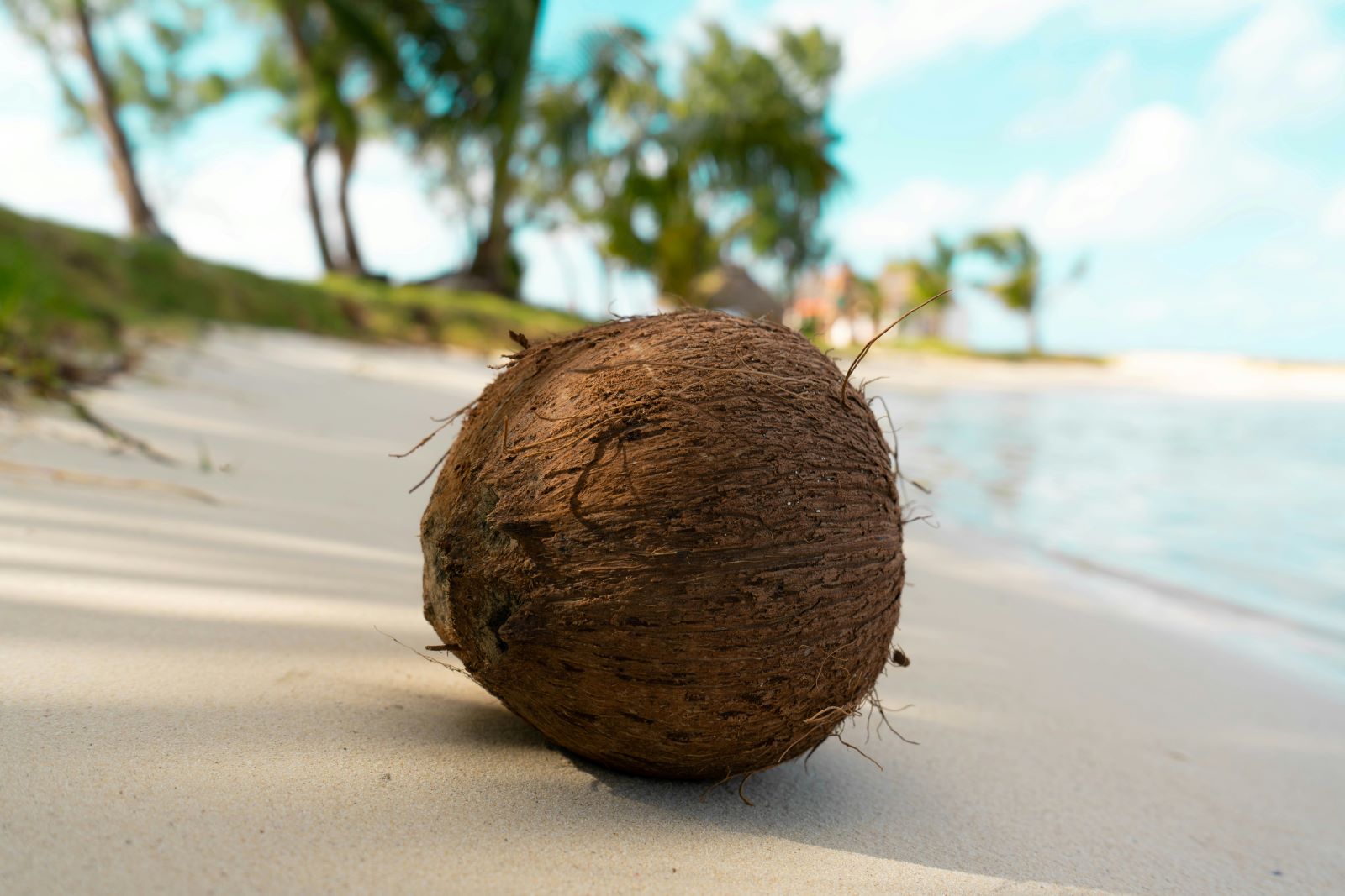 Kokosnød på en smuk strand på Mauritius