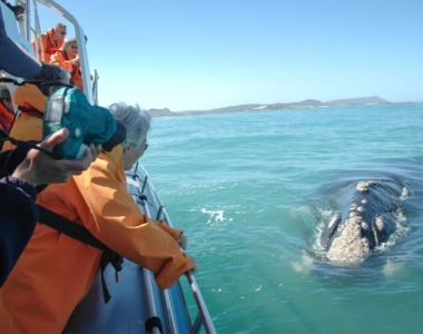 Hvalsafari med Grootbos Nature Reserve, Sydafrika
