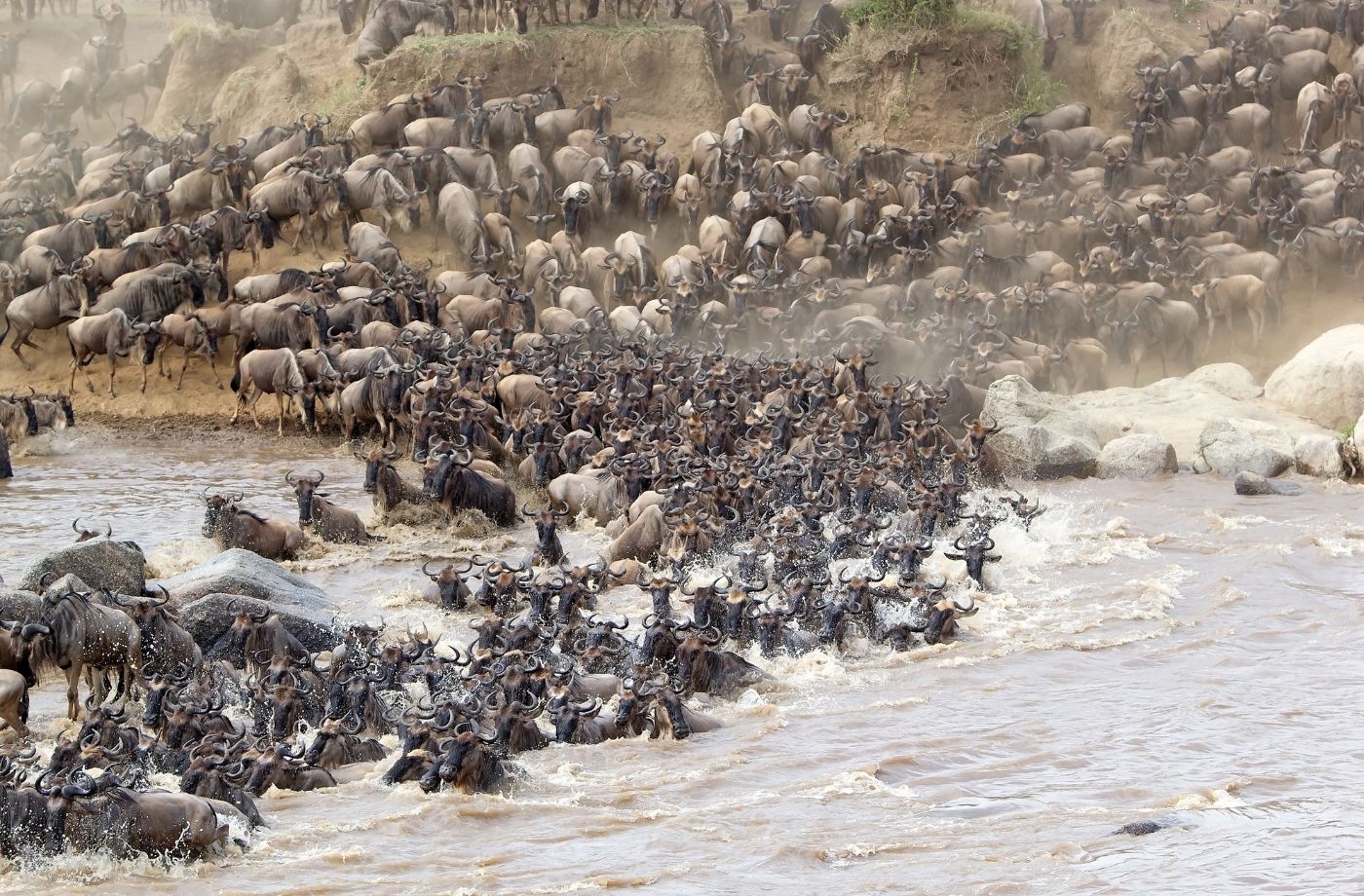 Migration i Afrika - store flokke af bl.a. gnuer Migration i Afrika - store flokke af bl.a. gnuer